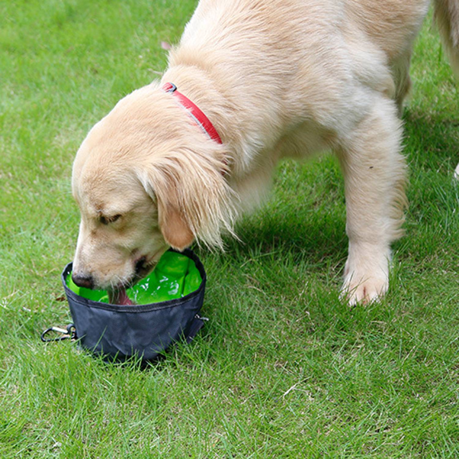 Outdoor Oxford Waterproof Foldable Pet Bowl - Image 4